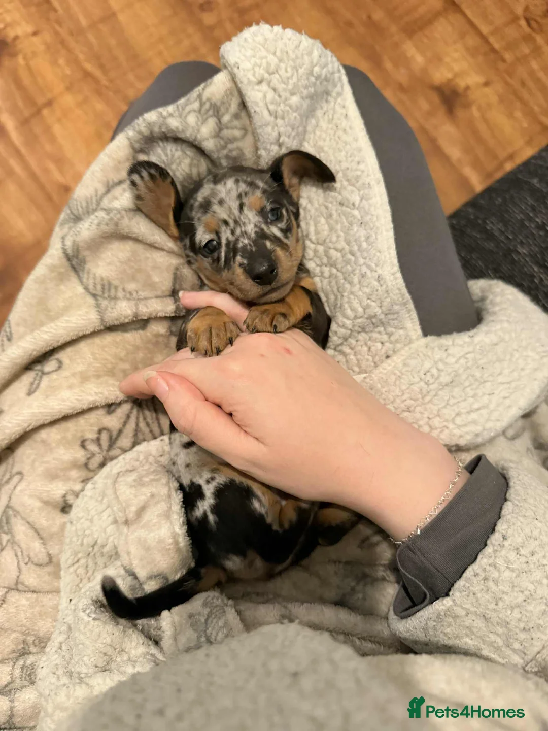 Dachshund dogs for sale: For sale miniature dachshund puppies  - Advert 2