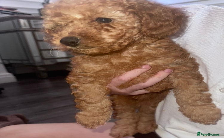 Miniature Poodle dogs - Advert 1