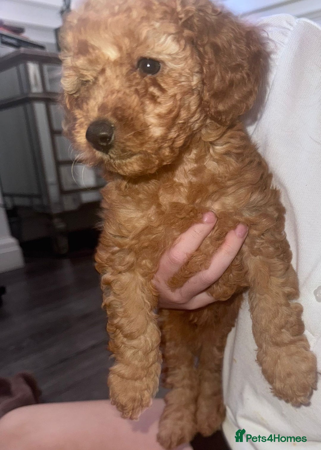 Miniature Poodle dogs for sale: ✨ Last boy available kc miniature poodle ✨ - Image 1