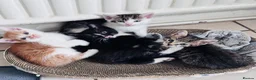 Mixed Breed cats for sale: Mixed tabby kittens  - Advert 7