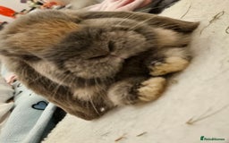 Mixed Breed rabbits for sale: 2 cute tame bunnies  - Image 1