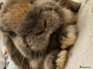 Mixed Breed rabbits - Advert 16