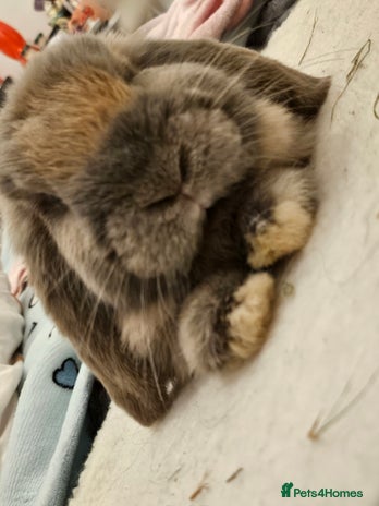 Mixed Breed rabbits 2 cute tame bunnies - Advert 20