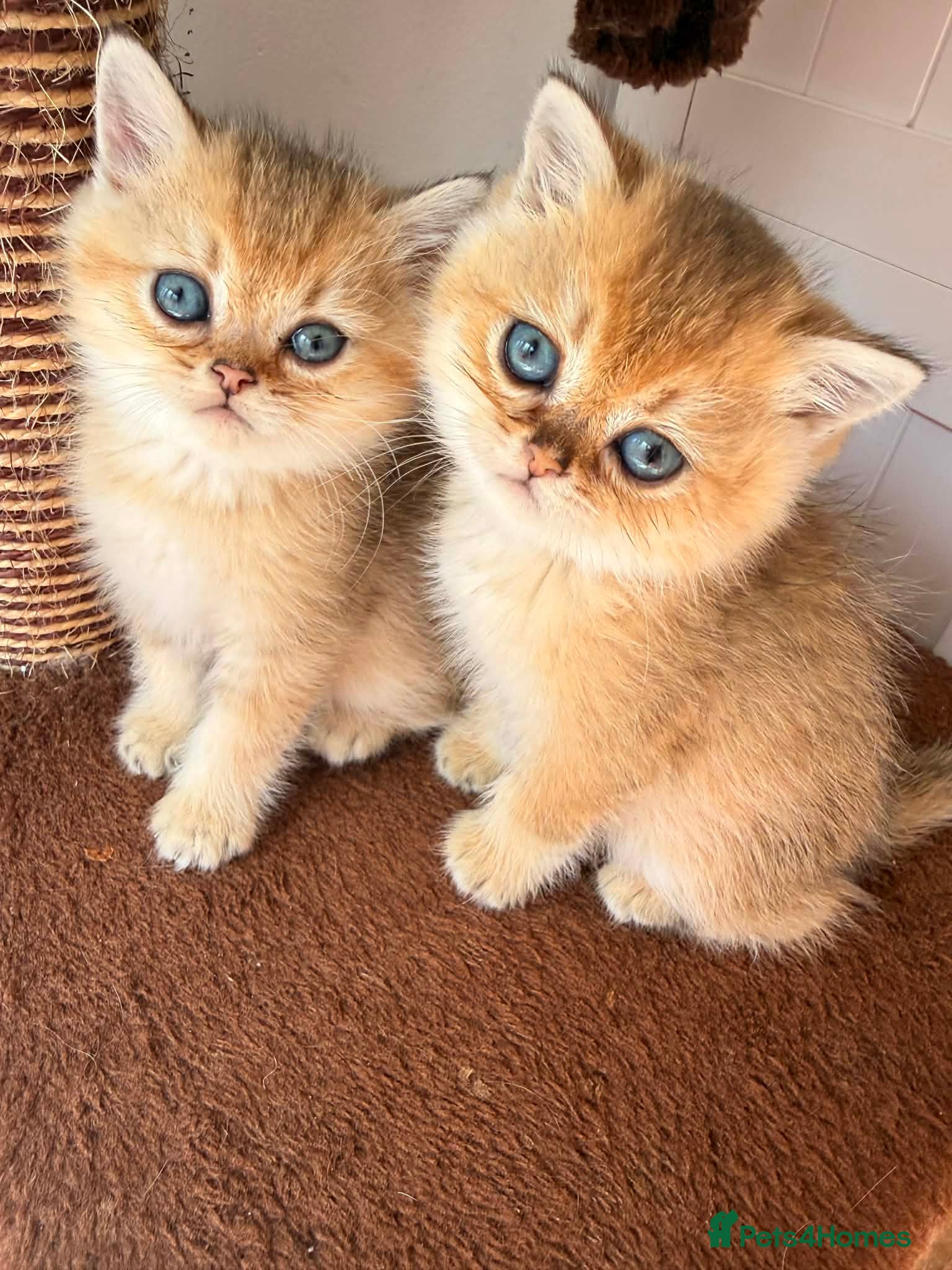 British Shorthair cats Adorable British Shorthair Gold Chinchilla - Advert 1