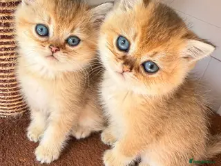 British Shorthair cats Adorable British Shorthair Gold Chinchilla - Advert 15