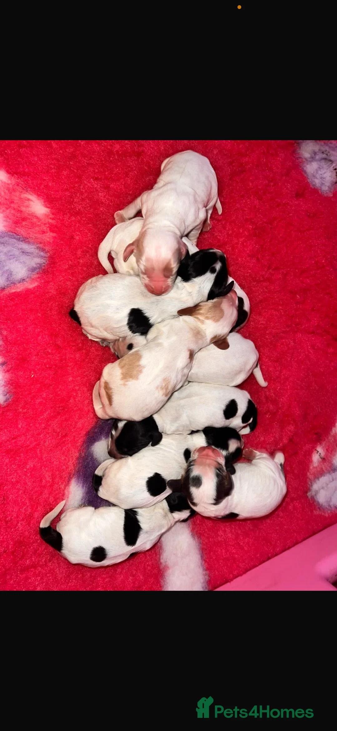 Cocker Spaniel dogs for stud: 2 PROVEN/HEALTH CLEAR KC Show Cocker Spaniels Stud in Shildon - Advert 30