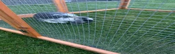 Mini Lion Lop rabbits for sale: Two mini lion lop male rabbits with full set up  - Advert 3