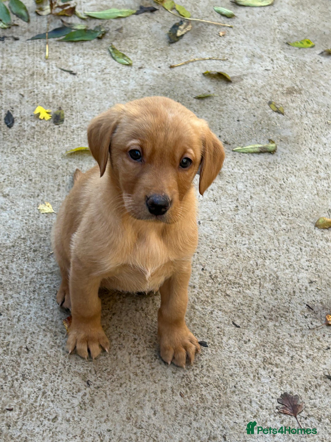 Labrador Retriever dogs for sale: KC registered red Labrador pups bitches only  - Image 4