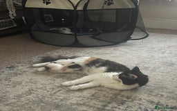 Mixed Breed cats for sale: Two kittens left - Image 4