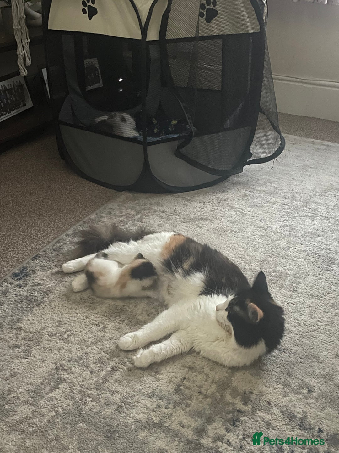 Mixed Breed cats for sale: Two kittens left - Image 4