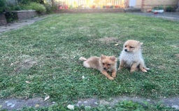 German Spitz dogs for sale: 4x Beautiful German Spitz Pomeranian Puppies  - Image 23