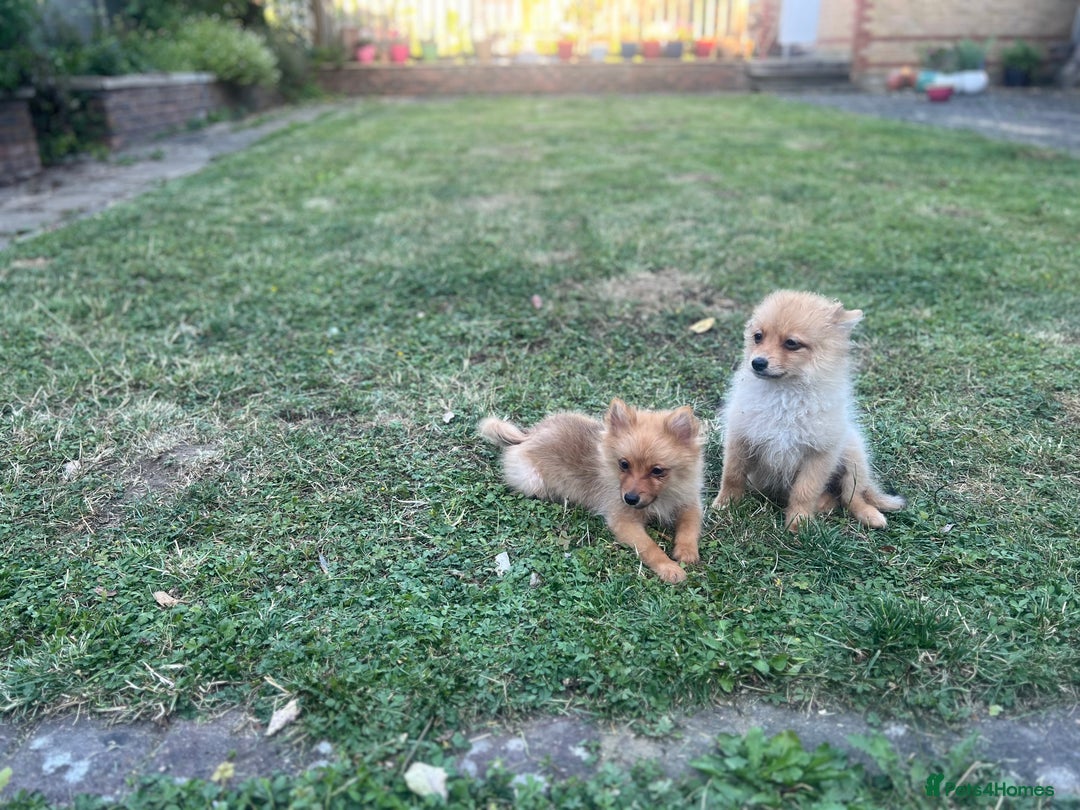 German Spitz dogs for sale: 4x Beautiful German Spitz Pomeranian Puppies  - Image 23