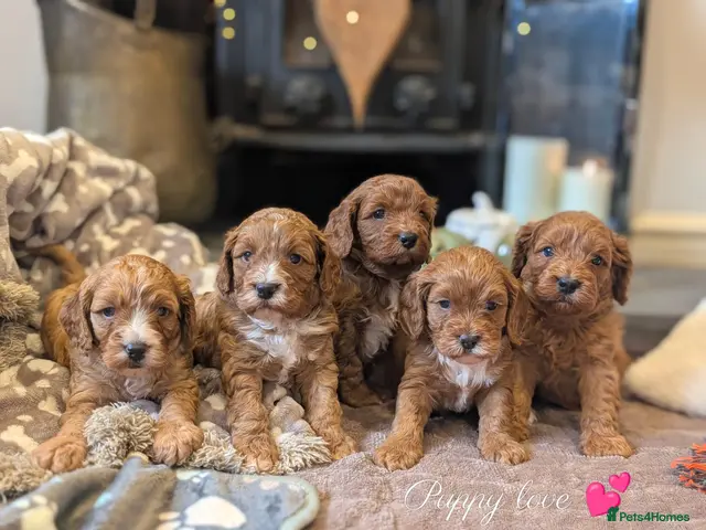 Cavapoo dogs for sale: Adorable F1b cavapoo puppies - Advert 15