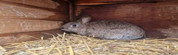 Mixed Breed rabbits for sale: Cute pair of little baby bunny brothers  - Advert 3