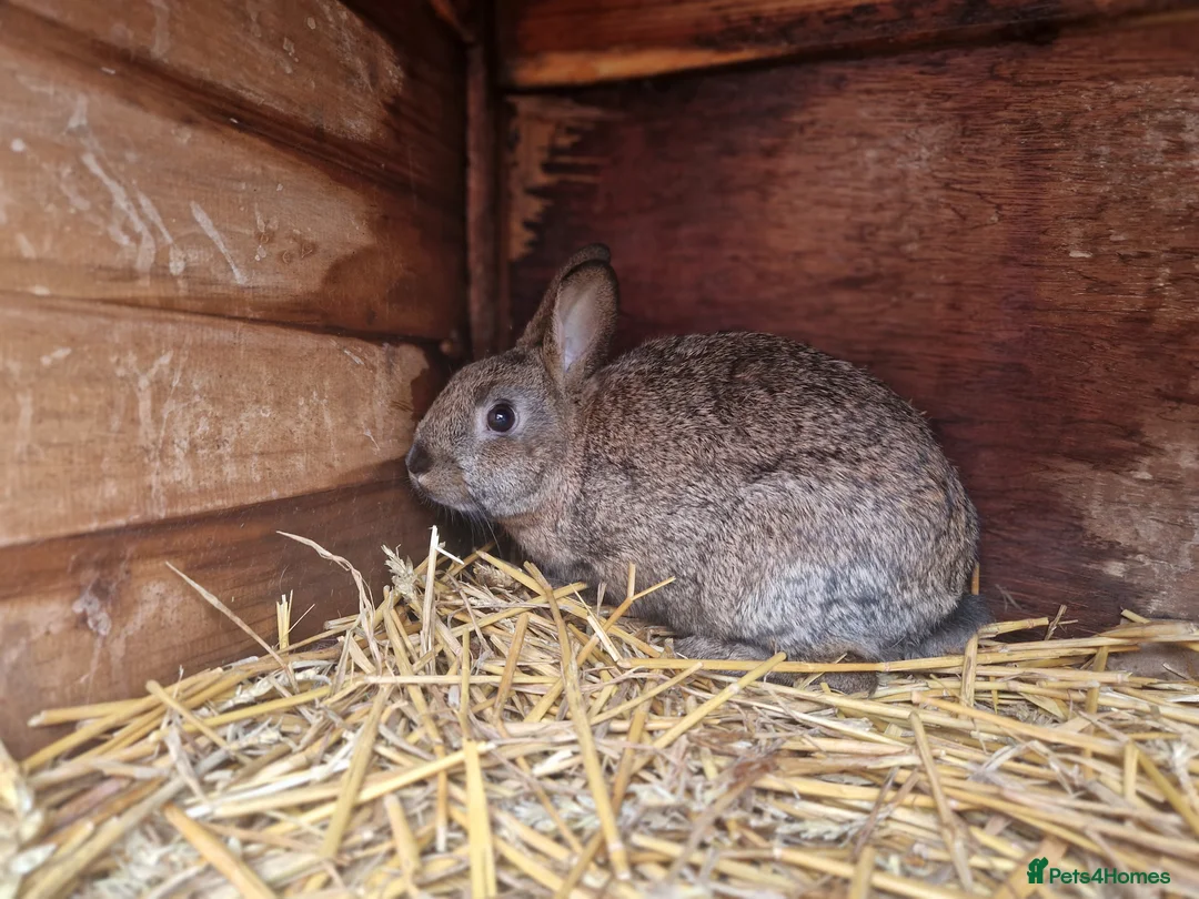 Mixed Breed rabbits for sale: Cute pair of little baby bunny brothers  - Advert 3