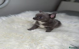 Chihuahua dogs for sale: Beautiful blue chihuahua puppy ready to leave now  - Image 5