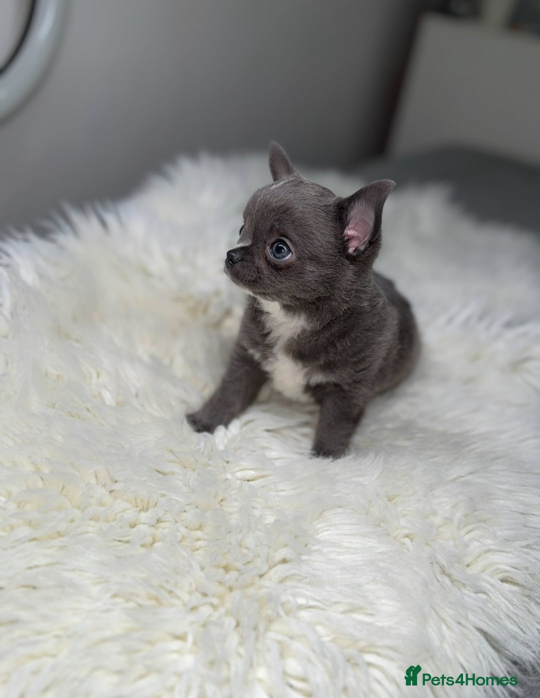 Chihuahua dogs for sale: Beautiful blue chihuahua puppy ready to leave now  - Image 5