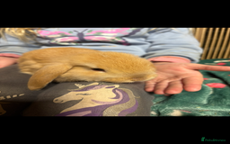 Mini Lop rabbits for sale: Beautiful Pure Bred Mini Lop Babies Available - Image 6