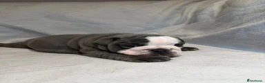 English Bulldog 2