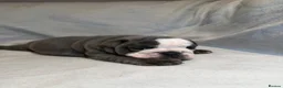 English Bulldog dogs for sale: Beautiful English Bulldog Puppies in Bristol - Advert 5