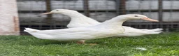 Ducks poultry for sale: Two Female White Khaki Campbell Ducks - Advert 2