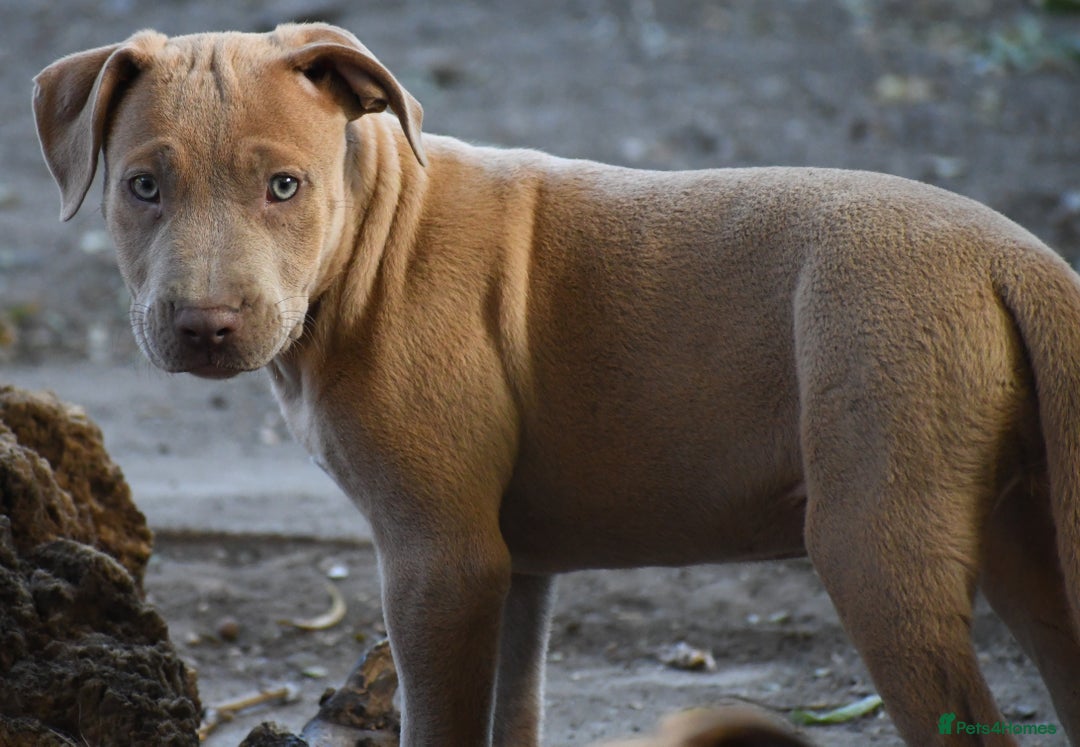 Mixed Breed dogs for sale: Mixed Breed w/Lurcher Mix Puppies ready for a home - Image 6