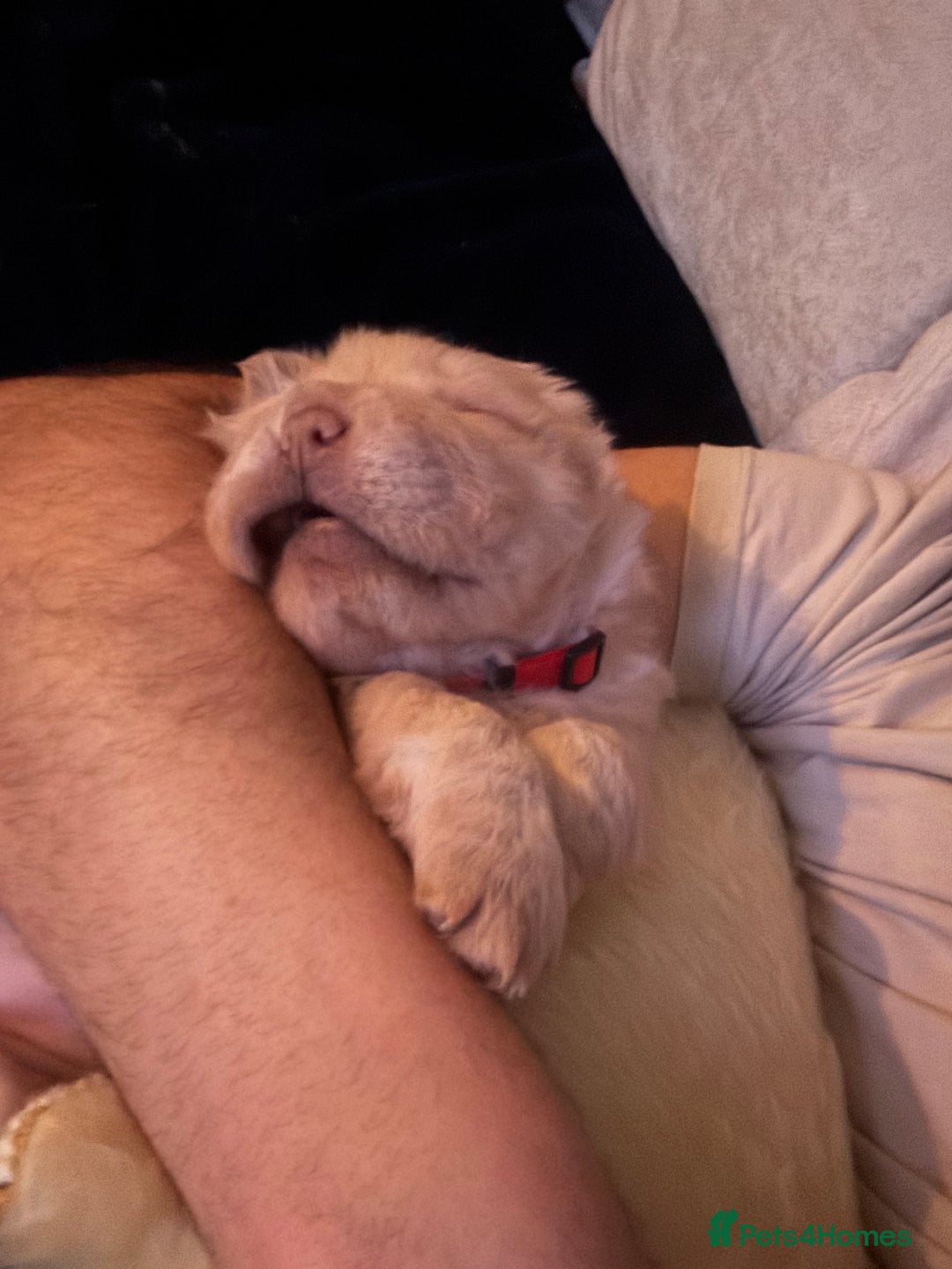 Shar Pei dogs for sale: 3  Gorgeous bears 🐻  - Advert 16