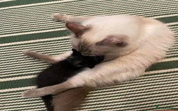 Ragdoll cats for sale: Half Ragdoll KITTENS - Image 20