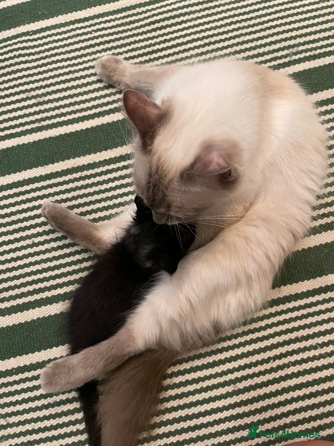 Ragdoll cats for sale: Half Ragdoll KITTENS - Image 20