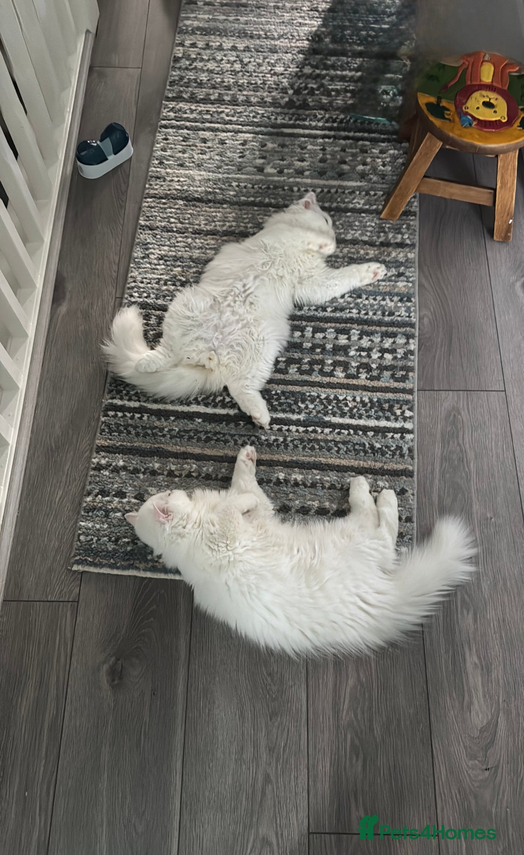 Persian cats for sale: Persian Kittens - Image 5