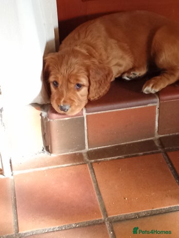 Cockerdor dogs Cockerdor puppy now re available - Advert 5