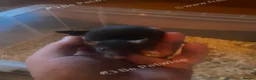 Rat rodents for sale: Male and female rats ready for their forever home  in Wigan - Advert 3