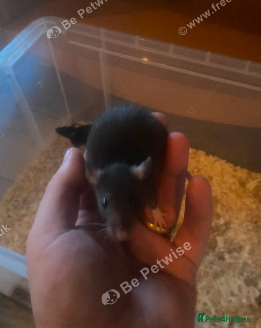 Rat rodents for sale: Male and female rats ready for their forever home  in Wigan - Advert 3
