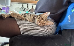 British Shorthair cats for sale: Need rehoming 2x female cats. 1 year old - Image 1