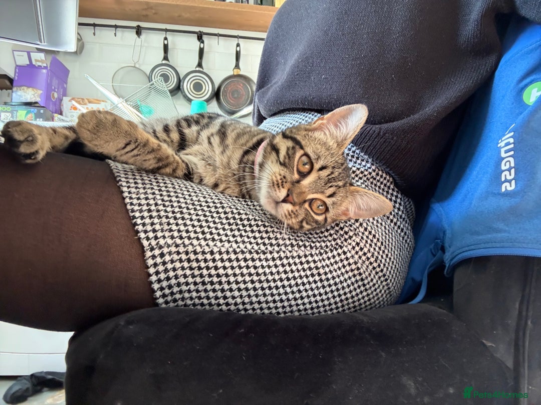 British Shorthair cats for sale: Need rehoming 2x female cats. 1 year old - Image 1