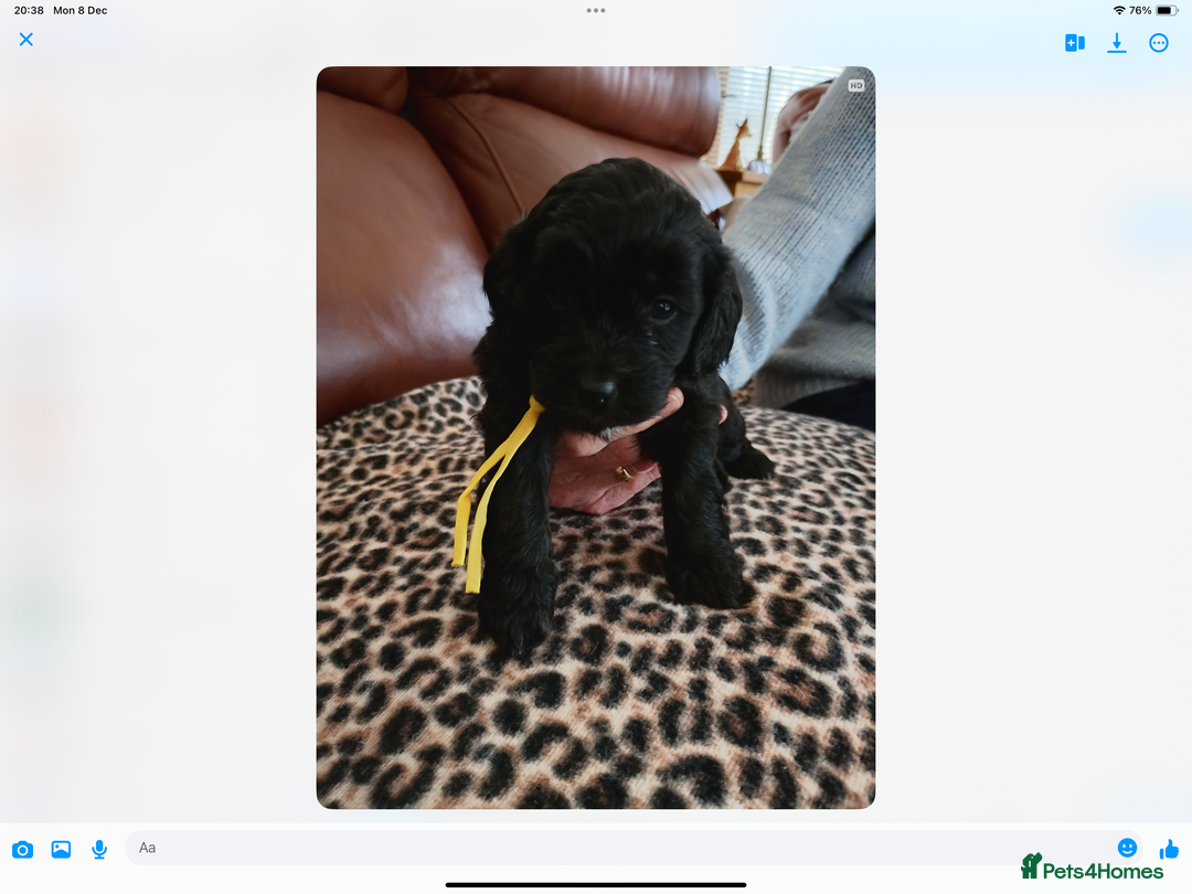 Mixed Breed dogs for sale: COCKALIERPOOS - Advert 13