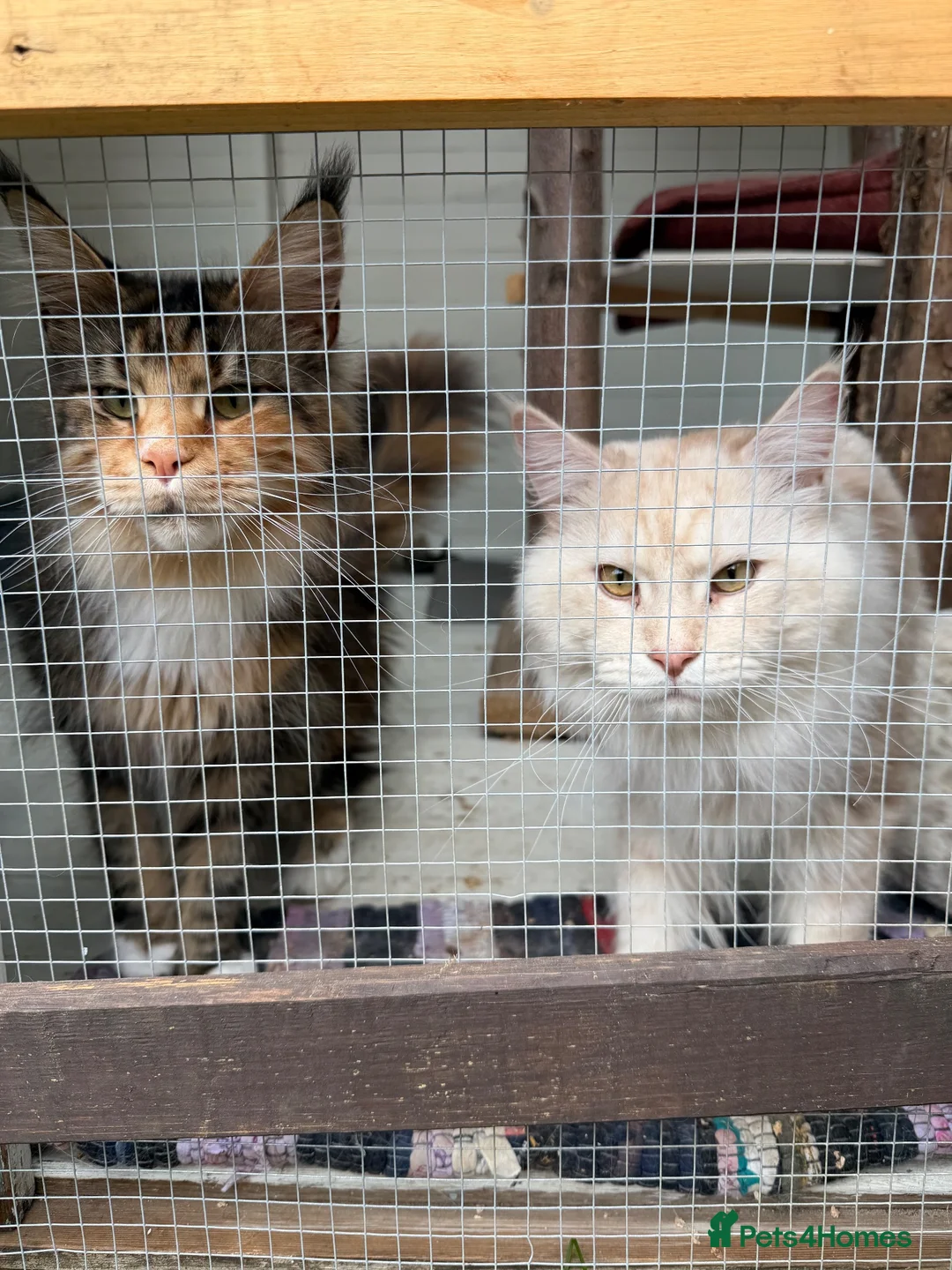 Maine Coon cats for stud: GCCF and TICA Maine Coon STUD ! - Advert 1