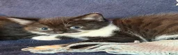 Mixed Breed cats for sale: Beautiful Black and White Kittens - Advert 5