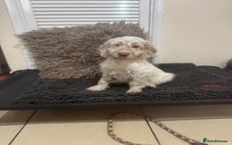 Cockapoo dogs for sale: 5🌟licensed breeder F1 Cockapoo's - Image 8