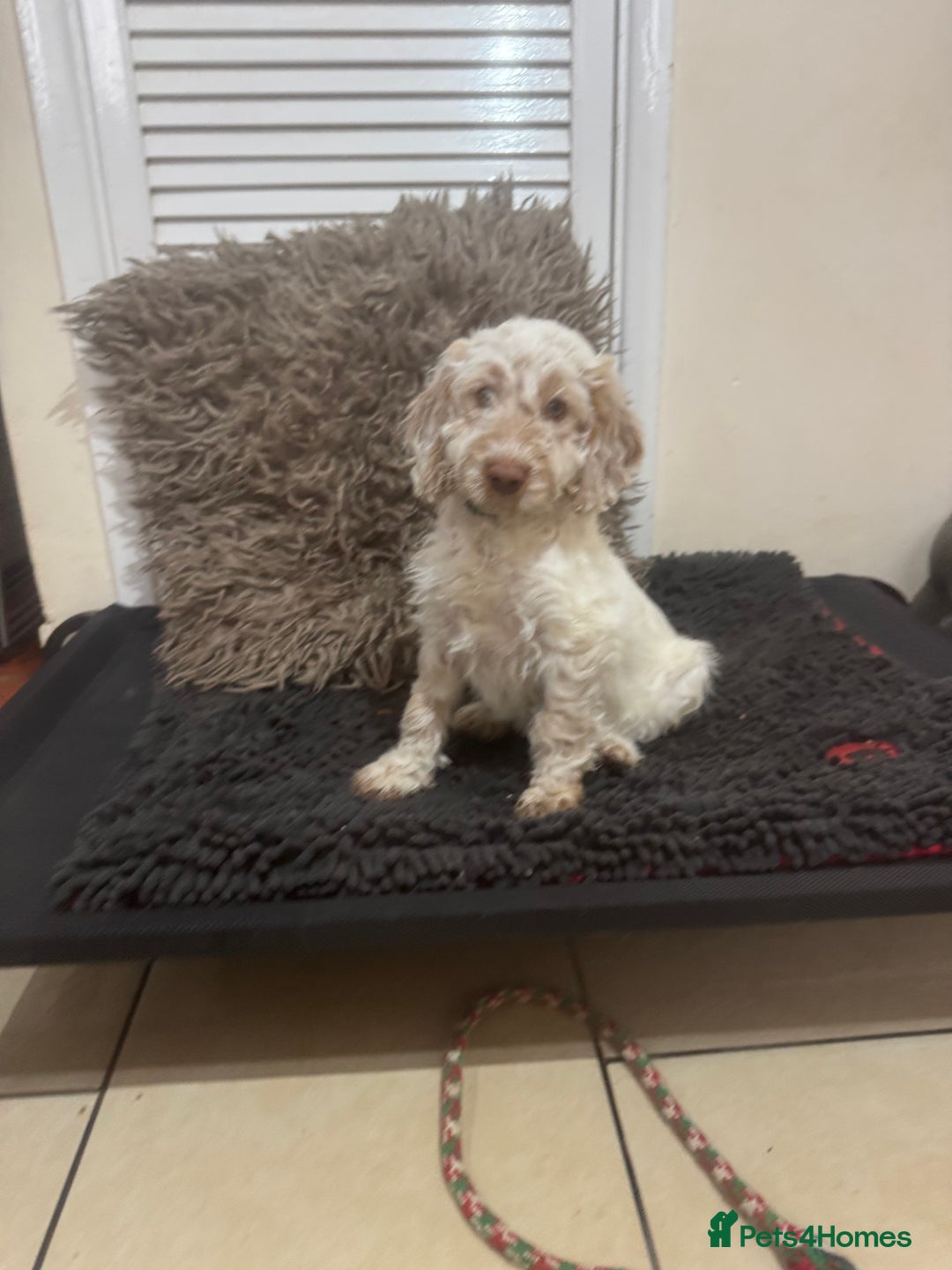 Cockapoo dogs for sale: 5🌟licensed breeder F1 Cockapoo's - Image 8