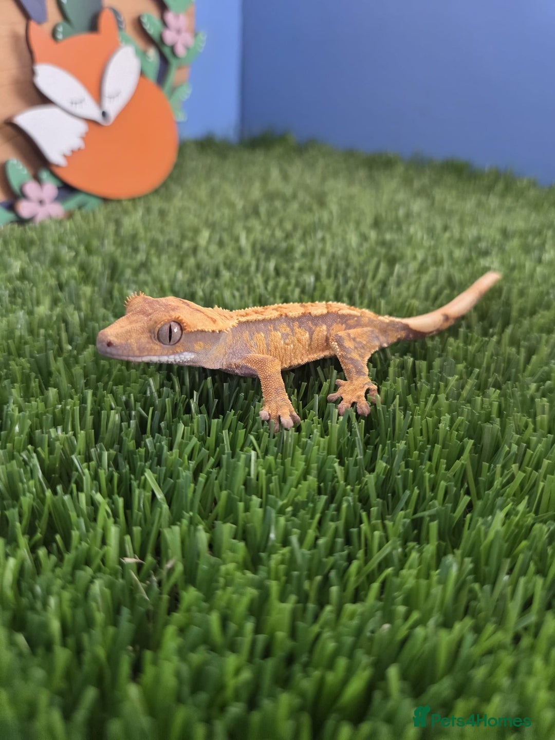 Gecko reptiles for sale: Baby Crested Gecko Reptile Crestie  - Advert 4