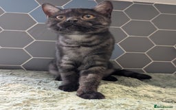 Selkirk Rex cats for sale: 😻 Stunning Selkirk Rex Mix Kittens 😻 - Image 33