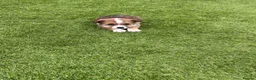 Jack Russell dogs for sale: 7 beautiful jack Russel puppies for sale - Advert 16