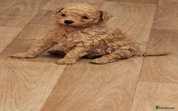 Cavapoo dogs for sale: CAVAPOO PUPPIES  - Image 4