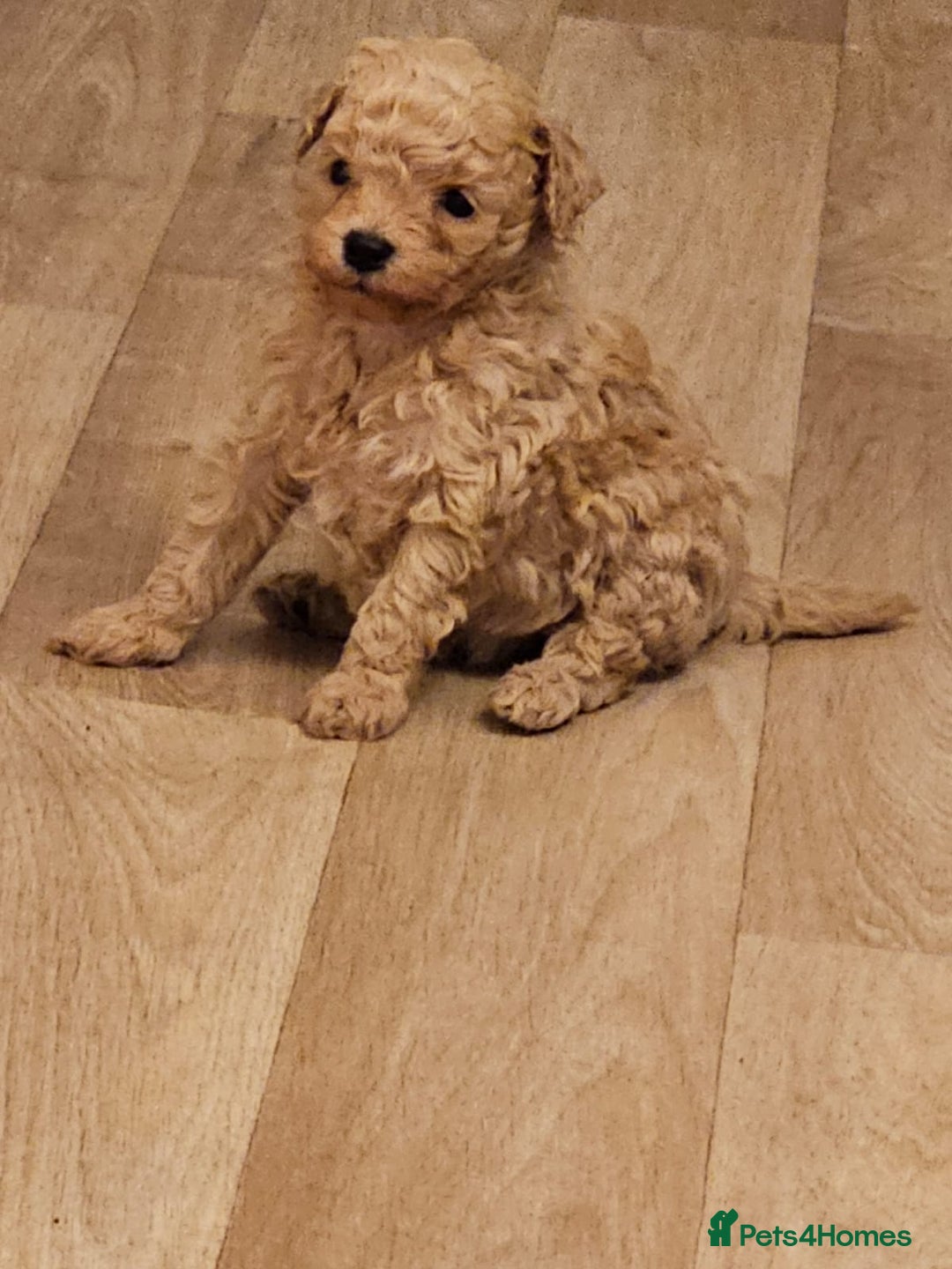 Cavapoo dogs for sale: CAVAPOO PUPPIES  - Image 4