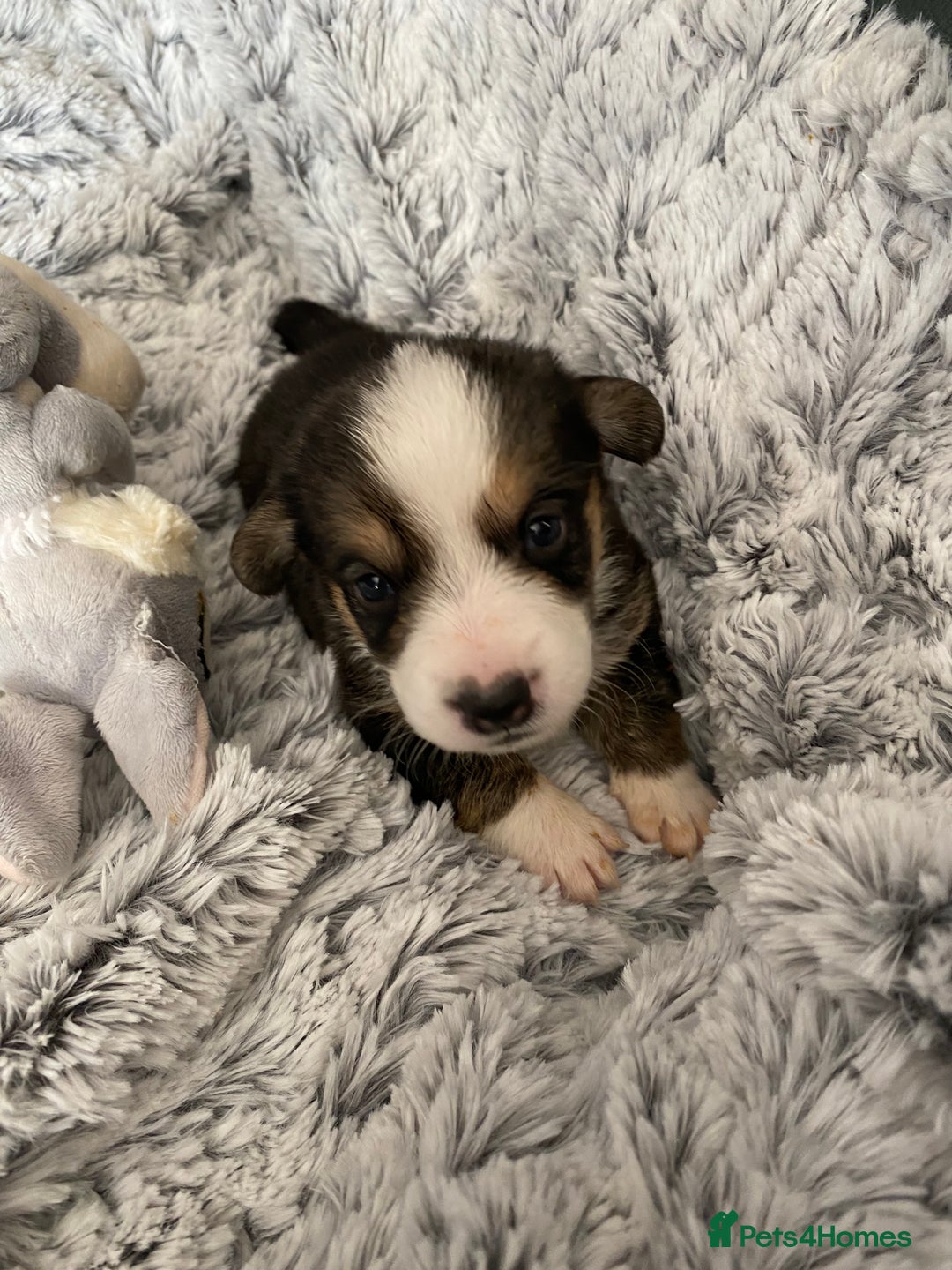 Welsh Corgi Cardigan dogs for sale: WELSH CARDIGAN CORGI BABIES FROM 5 ⭐ LICENSED HOME - Image 19