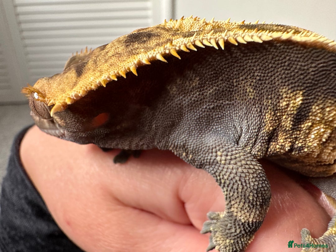 Gecko reptiles for sale: Beautiful Crested Gecko - Image 3