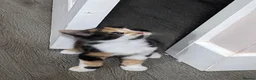 Mixed Breed cats for sale: Mimi beautiful timid kitten  in Leicester - Advert 6