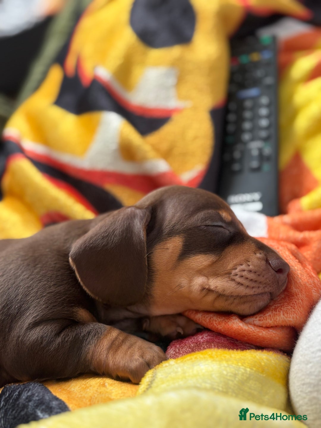 Miniature Dachshund dogs for sale: Beautiful KC Reg Miniature Dachshund Pups - Image 14