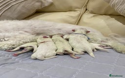 Maltese dogs for sale: Gorgeous pure white Maltese puppies! - Image 2